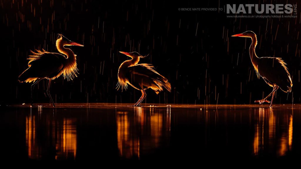 Backlit Wading Birds At Bence Mates Photography Hides During The Hungarian Winter Backlit Wading Birds At Bence Mates Photography Hides During The Hungarian Winter