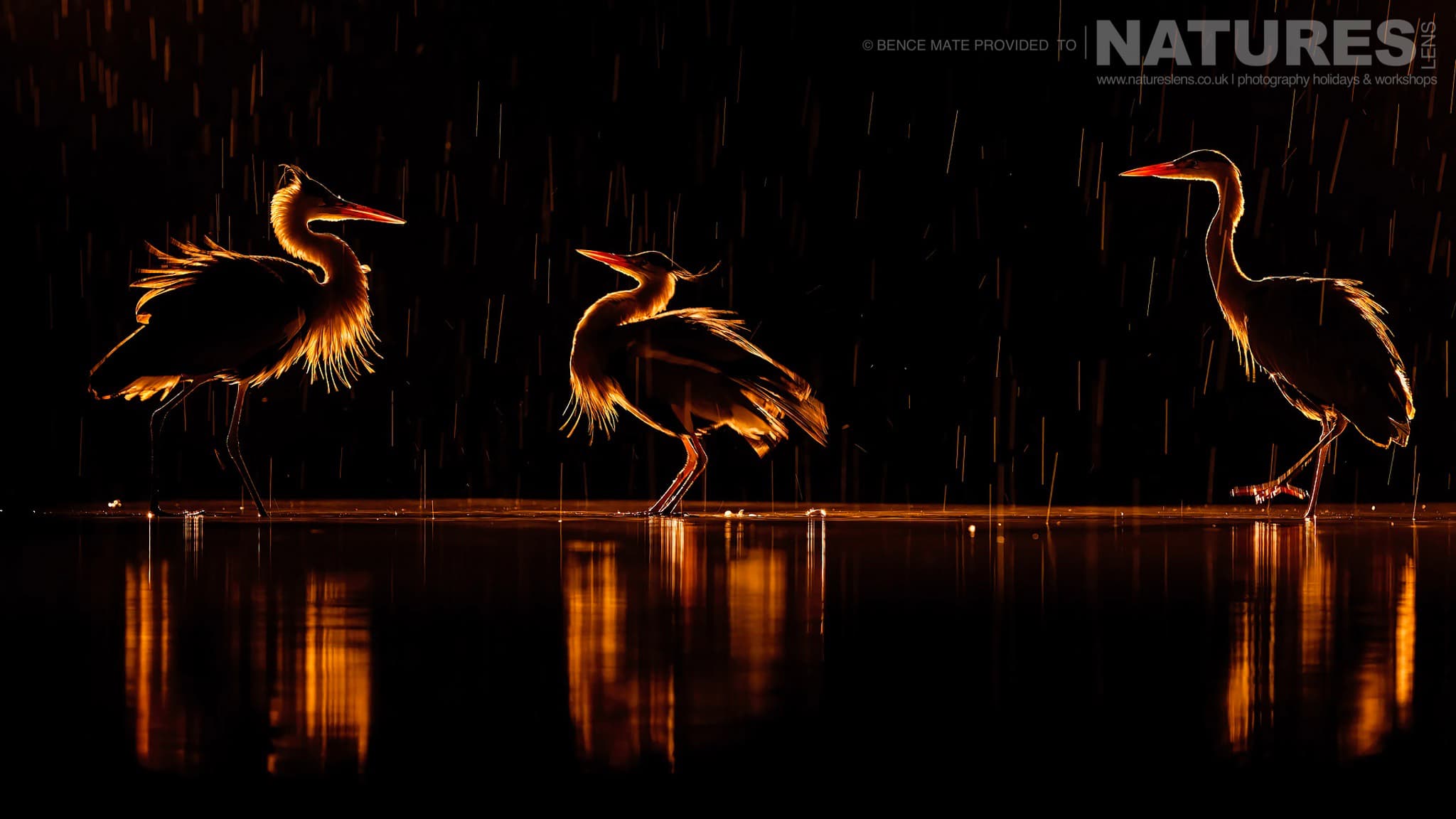 Backlit wading birds at Bence Mátés Photography Hides during the Hungarian Winter