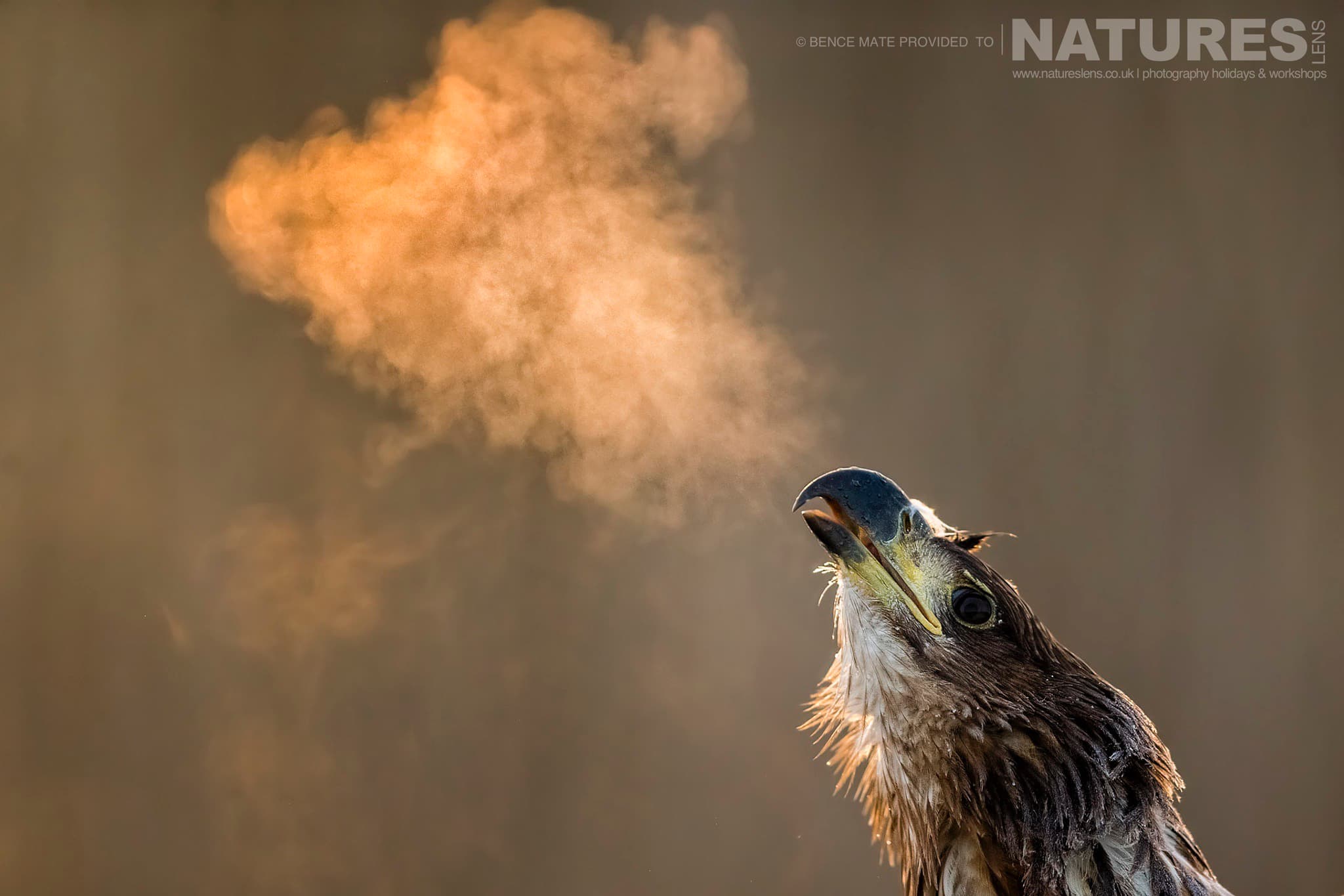 Breath of an Eagle at Bence Máté's Photography Hides during the Hungarian Winter