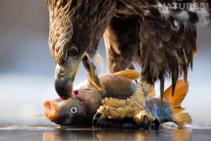 Eagle With Fish At Bence Mates Photography Hides During The Hungarian Winter