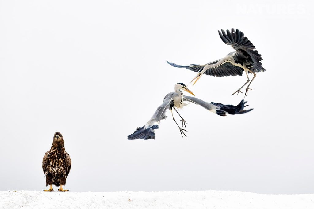 Feeding Frenzy At Bence Mates Photography Hides During The Hungarian Winter Feeding Frenzy At Bence Mates Photography Hides During The Hungarian Winter