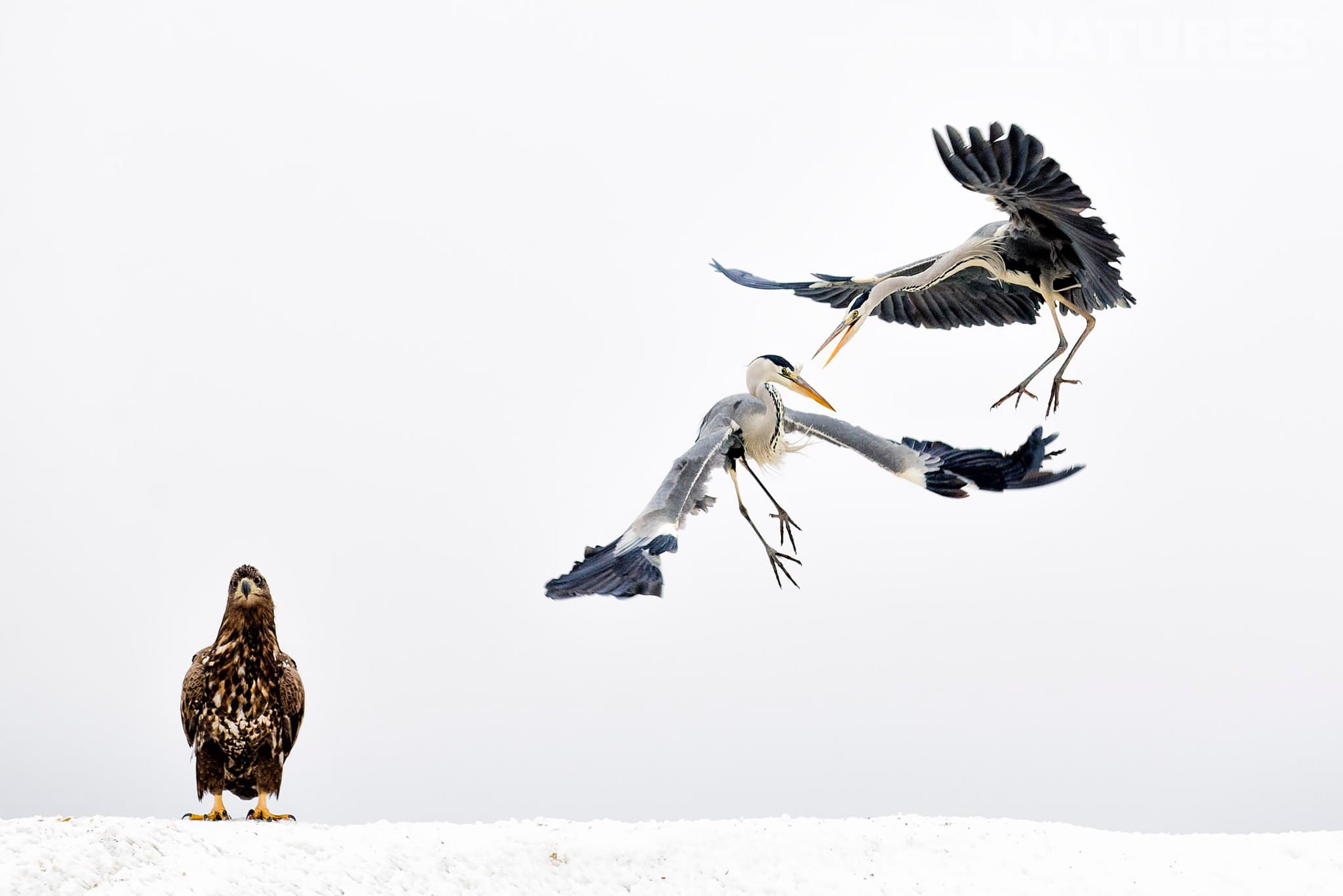Feeding frenzy at Bence Mátés Photography Hides during the Hungarian Winter