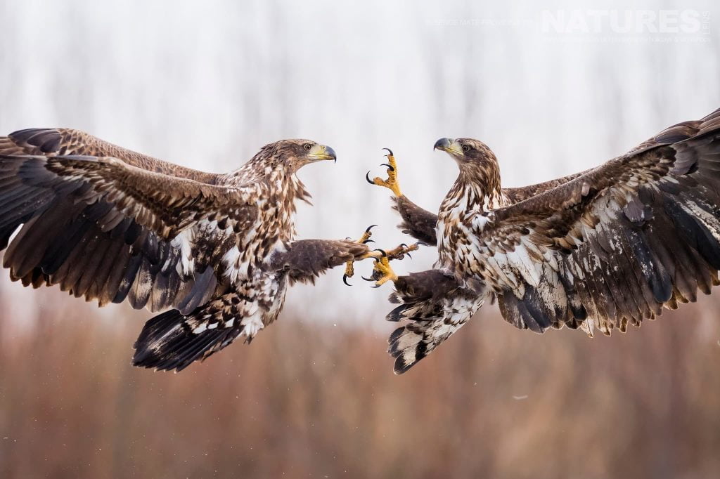 Fighting Eagles At Bence Mates Photography Hides During The Hungarian Winter Fighting Eagles At Bence Mates Photography Hides During The Hungarian Winter