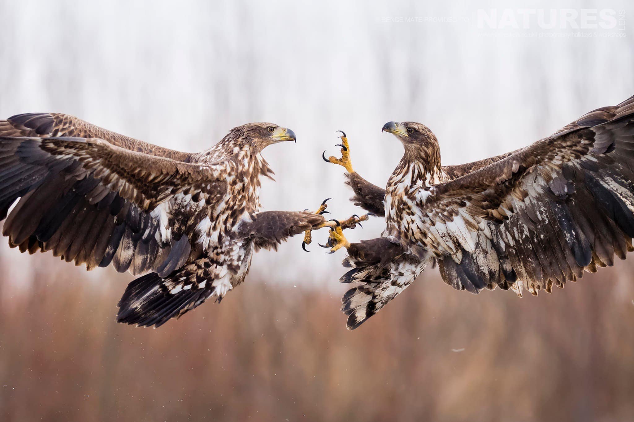 Fighting Eagles at Bence Máté's Photography Hides during the Hungarian Winter