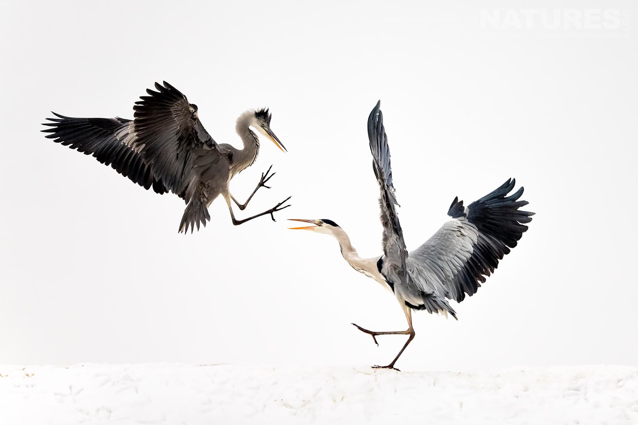 Fighting herons at Bence Máté's Photography Hides during the Hungarian Winter