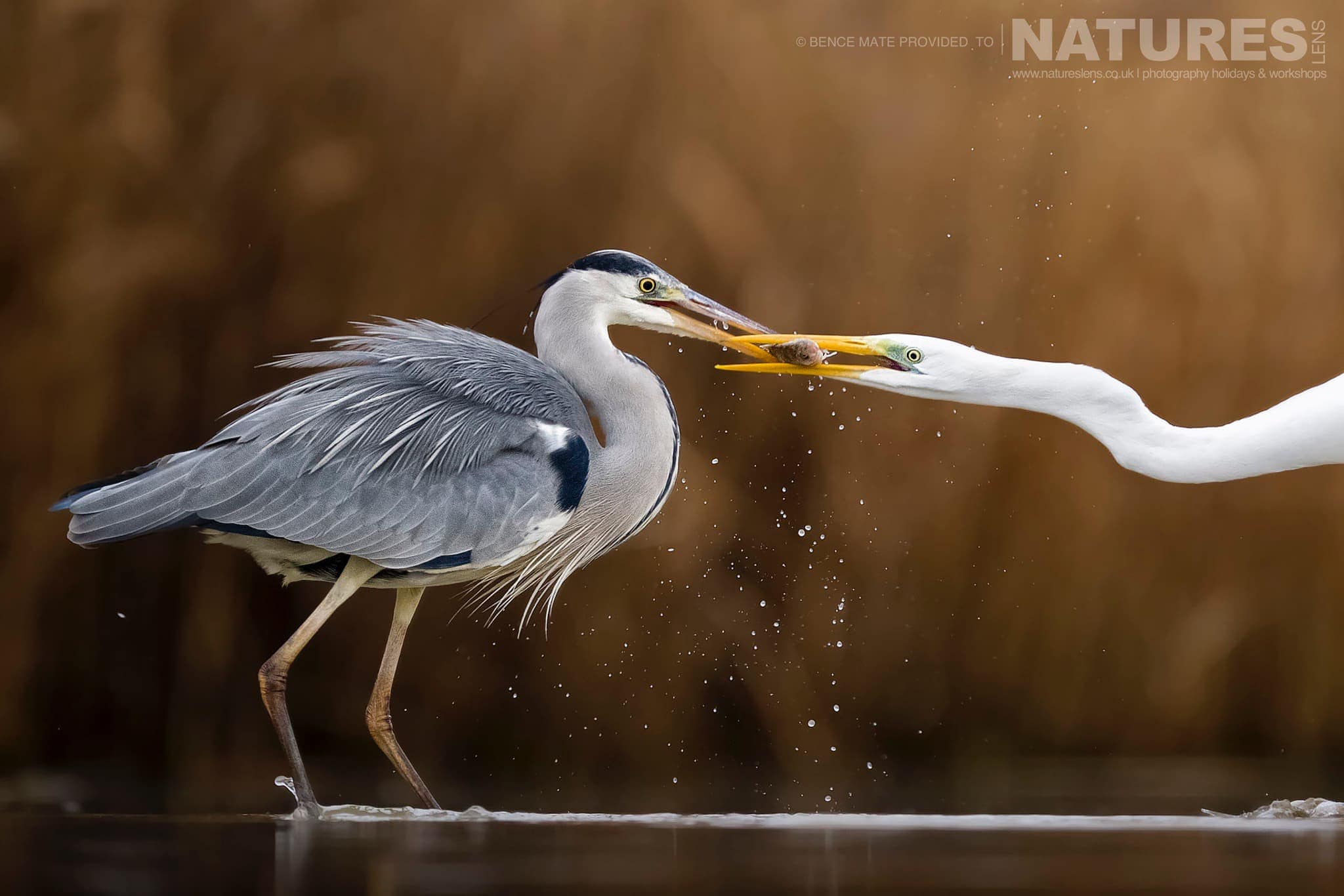 Fighting Wading Birds At Bence Mates Photography Hides During The Hungarian Winter