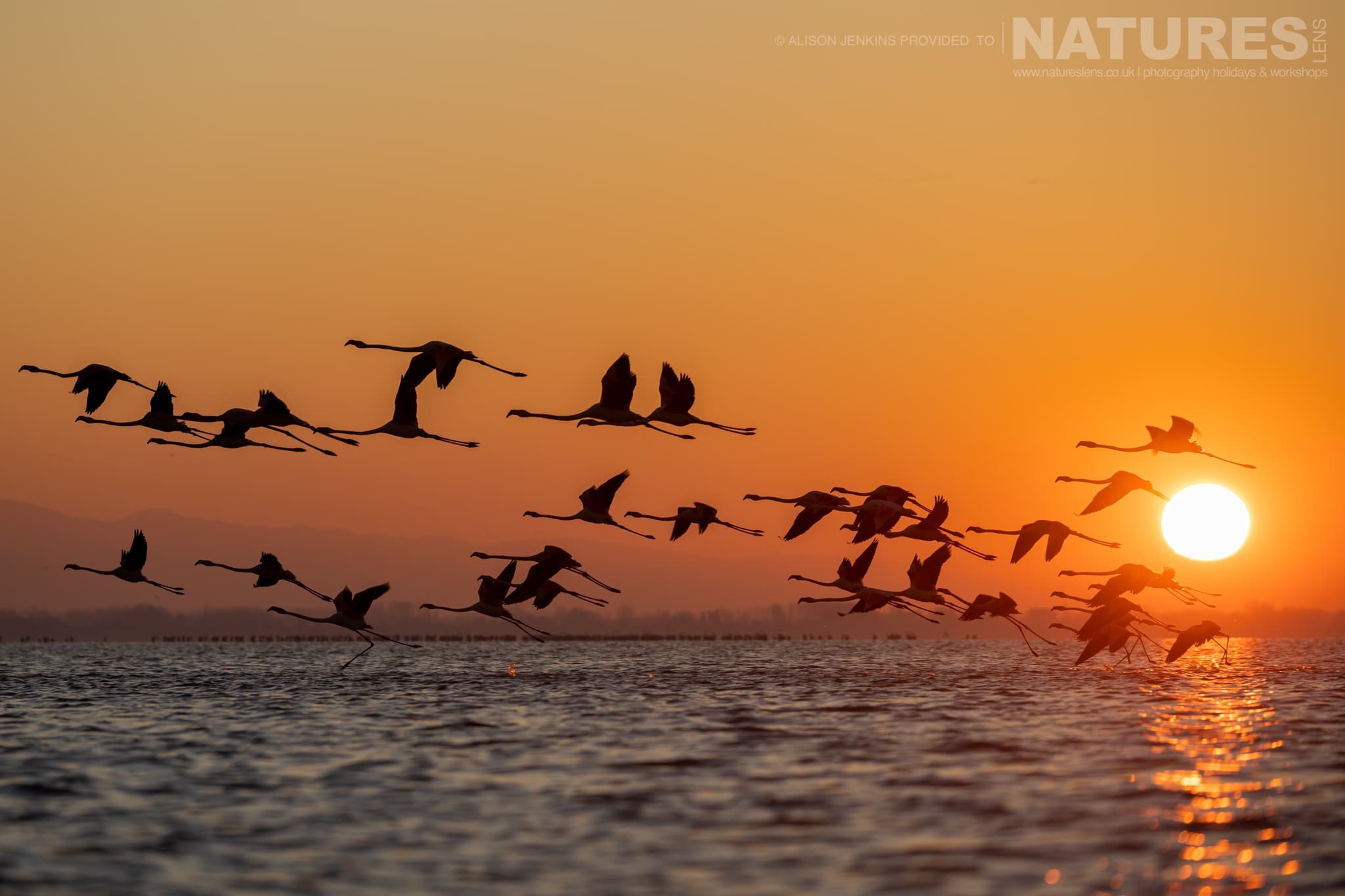 Flamingos Taking Flight Above The Waters Of Lake Kerkini At Sunrise Photographed During A Natureslens Wildlife Photography Holiday