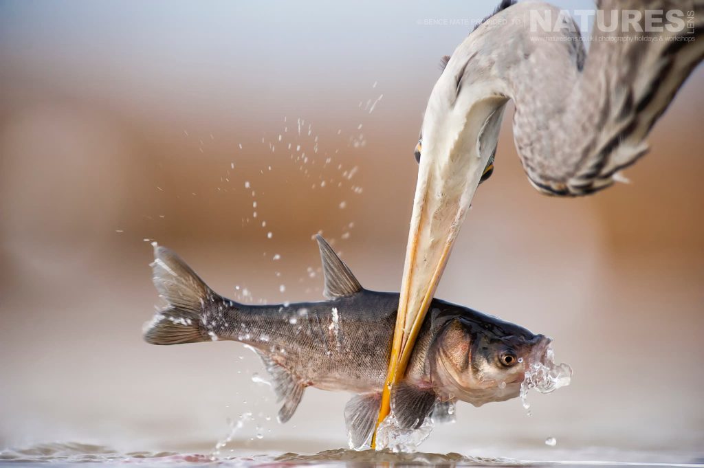 Heron With Fish At Bence Mates Photography Hides During The Hungarian Winter Heron With Fish At Bence Mates Photography Hides During The Hungarian Winter