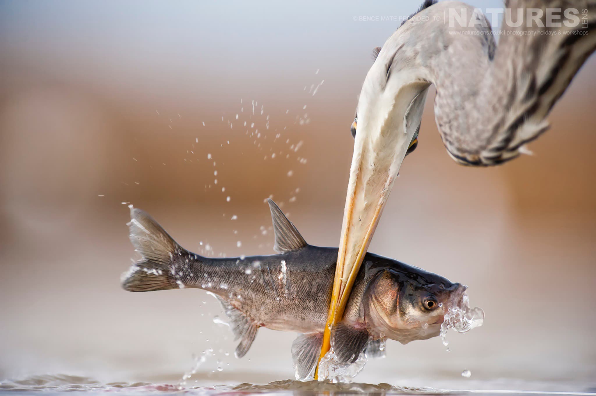 Heron with fish at Bence Máté's Photography Hides during the Hungarian Winter
