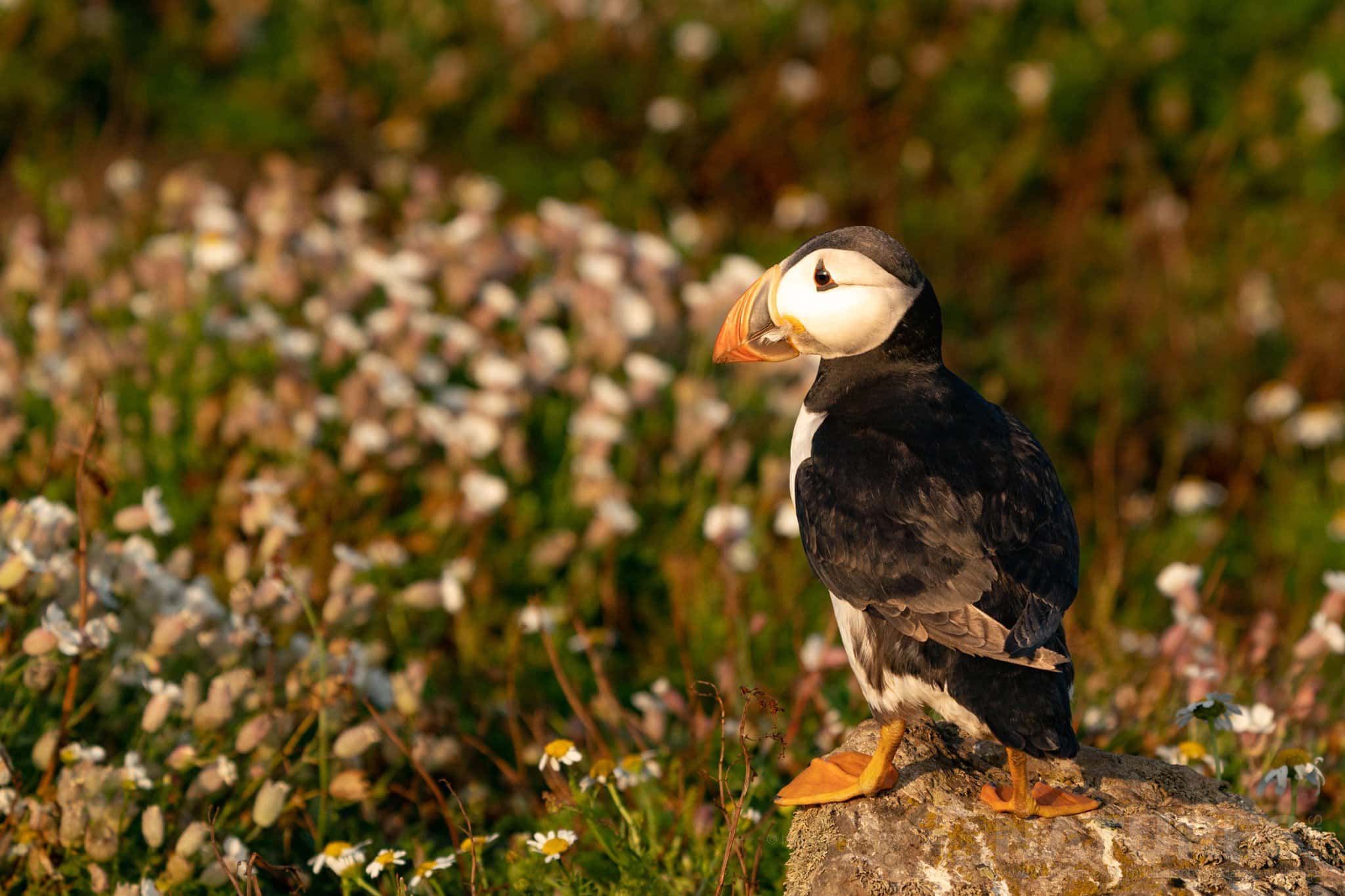 One Of The Atlantic Puffins Illuminated By The Evening Sun This Image Was Captured By Ian Roberts During The Natureslens Welsh Puffins Of Skomer Island Photography Holiday