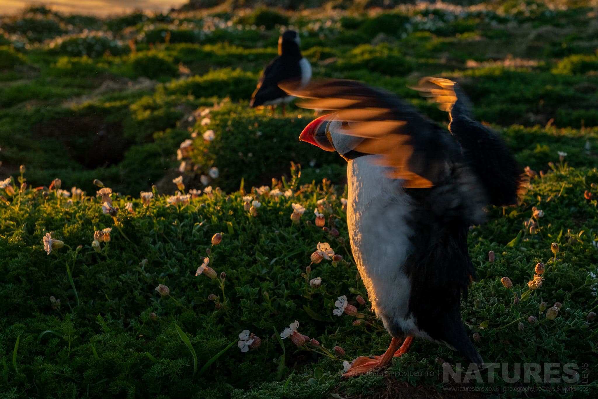 One Of The Island's Puffins With It's Wings Illuminated From Behind This Image Was Captured By Ian Roberts During The Natureslens Welsh Puffins Of Skomer Island Photography Holiday
