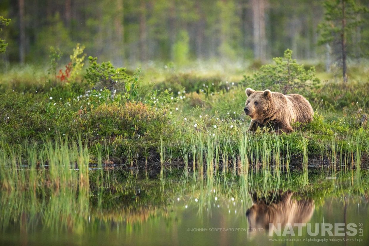 One Of The Larger Brown Bears Of Finland Alongside The Lake
