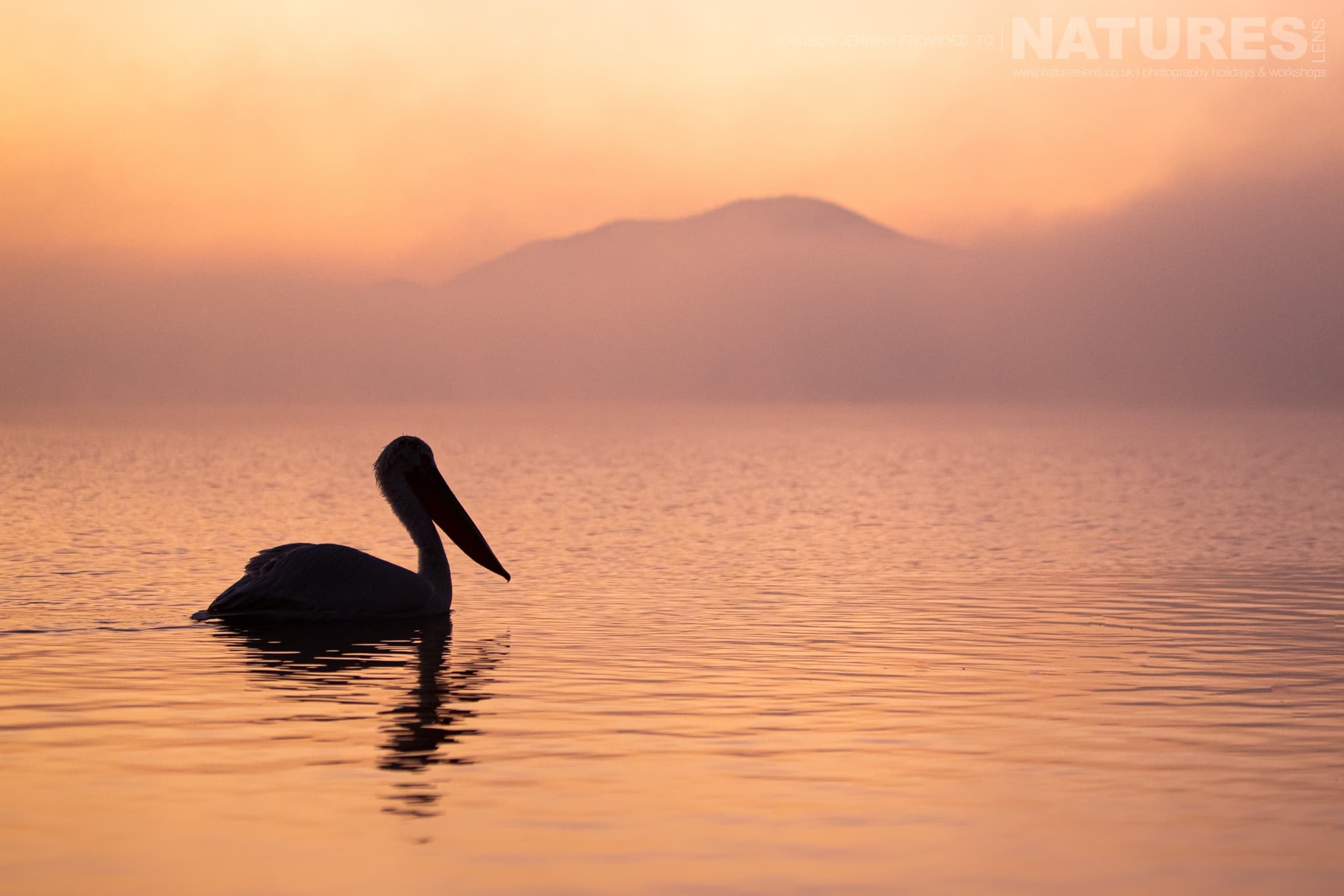One Of The Magnificent Pelicans Of Lake Kerkini At Sunrise Photographed During A Natureslens Wildlife Photography Holiday