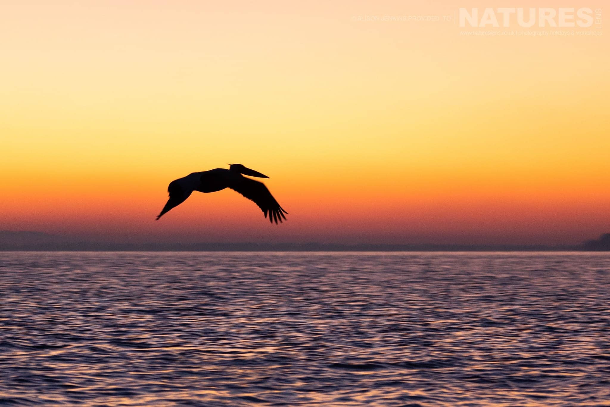 One Of The Magnificent Pelicans Of Lake Kerkini In Flight At Sunrise Photographed During A Natureslens Wildlife Photography Holiday