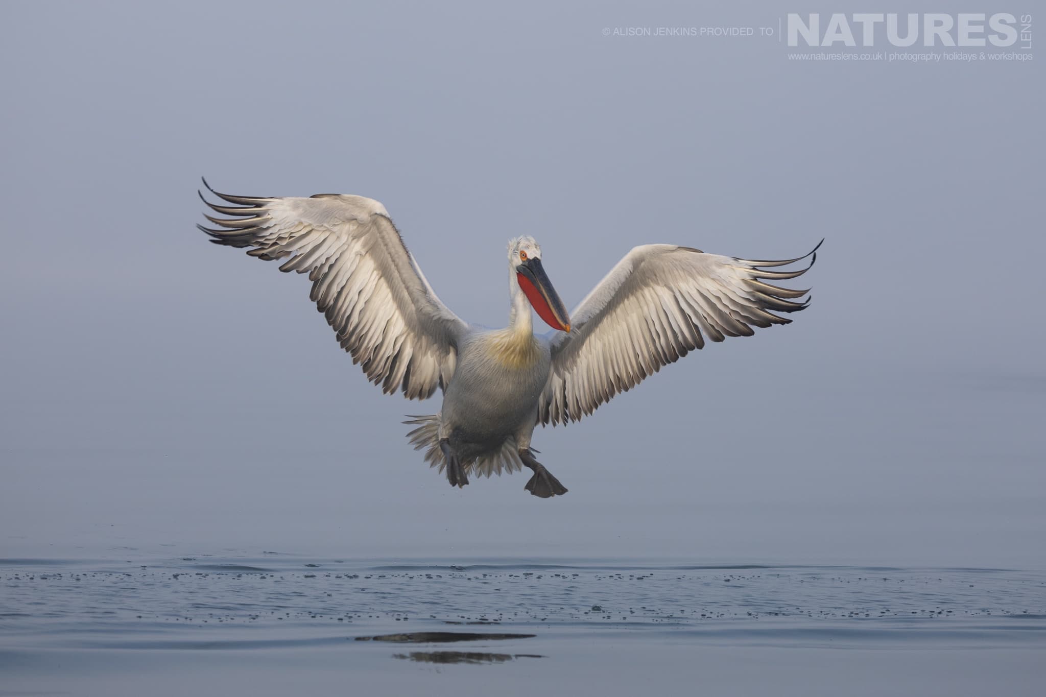 One Of The Pelicans Of Kerkini Landing On The Waters Of The Lake Photographed During A Natureslens Wildlife Photography Holiday