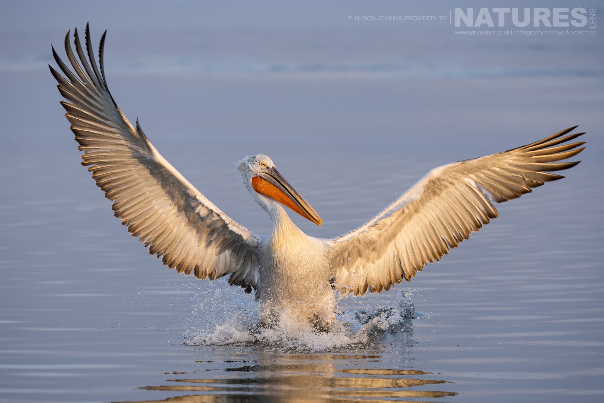 One Of The Pelicans Of Lake Kerkini Landing On The Waters Of The Lake Photographed During A Natureslens Wildlife Photography Holiday