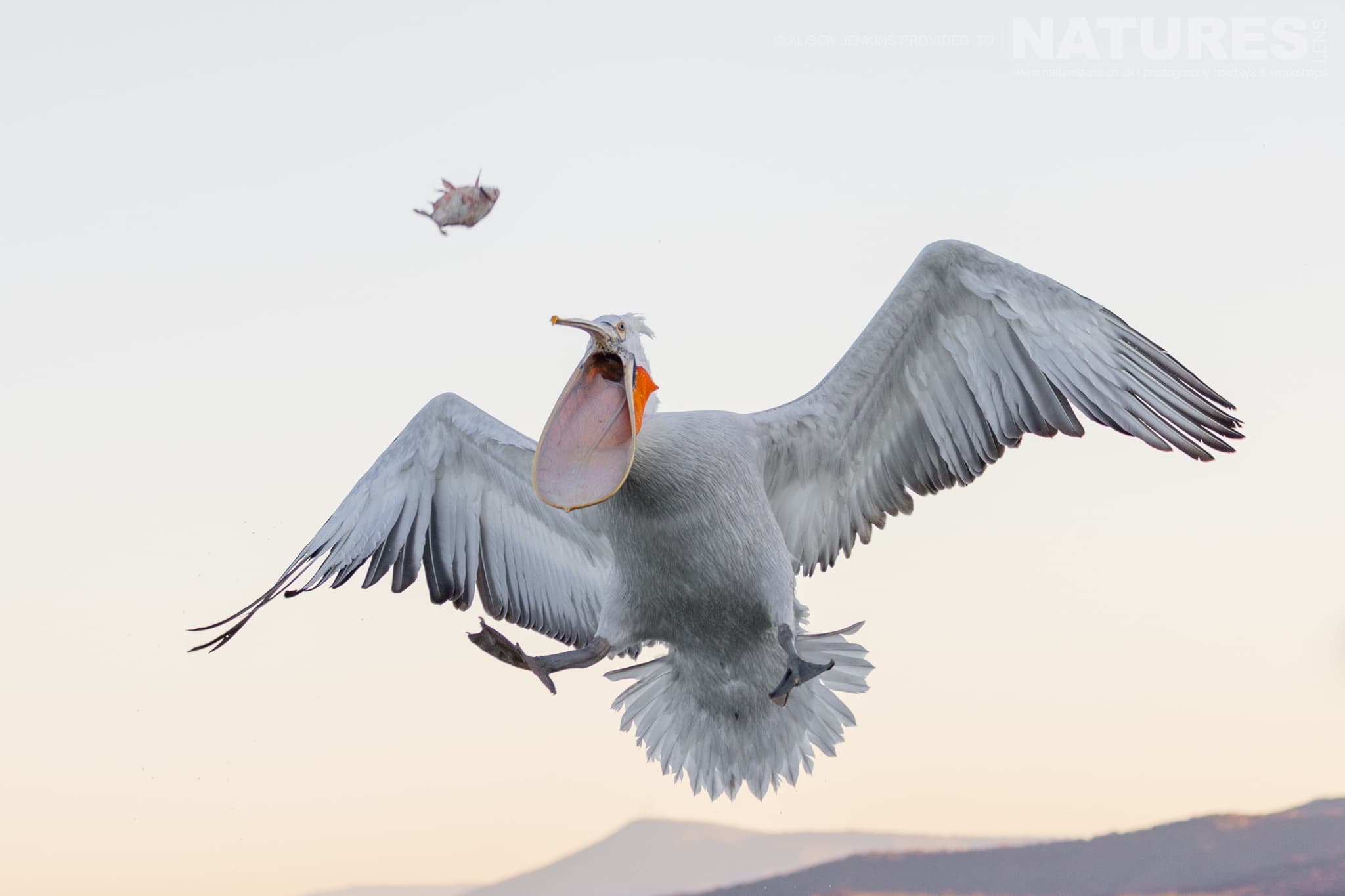 One Of The Pelicans Of Lake Kerkini Lunges For A Tossed Fish In Mid Air Photographed During A Natureslens Wildlife Photography Holiday