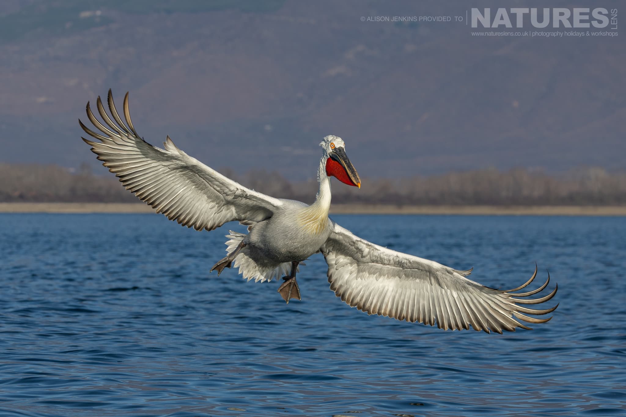 One Of The Pelicans Of Lake Kerkini Showing It's Massive Wingspan Photographed During A Natureslens Wildlife Photography Holiday