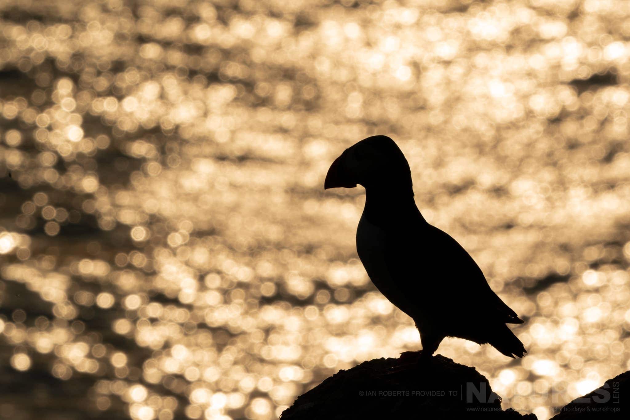 One Of The Puffins Against The Sea Illuminated By The Setting Sun This Image Was Captured By Ian Roberts During The Natureslens Welsh Puffins Of Skomer Island Photography Holiday