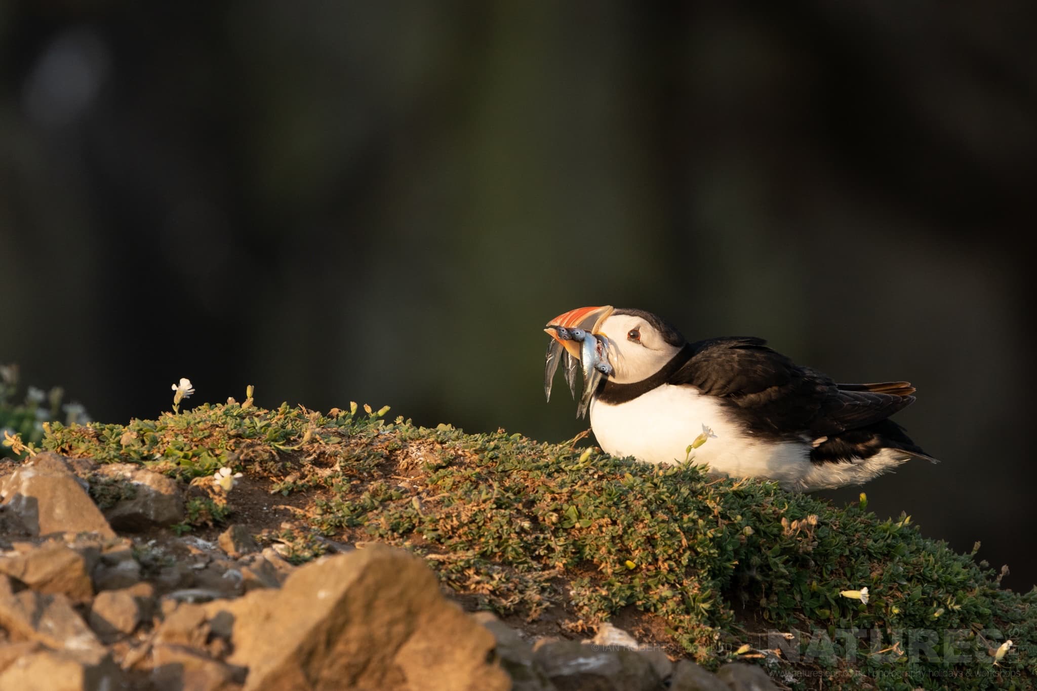 One Of The Puffins Rests With A Beak Full Of Sand Eels This Image Was Captured By Ian Roberts During The Natureslens Welsh Puffins Of Skomer Island Photography Holiday