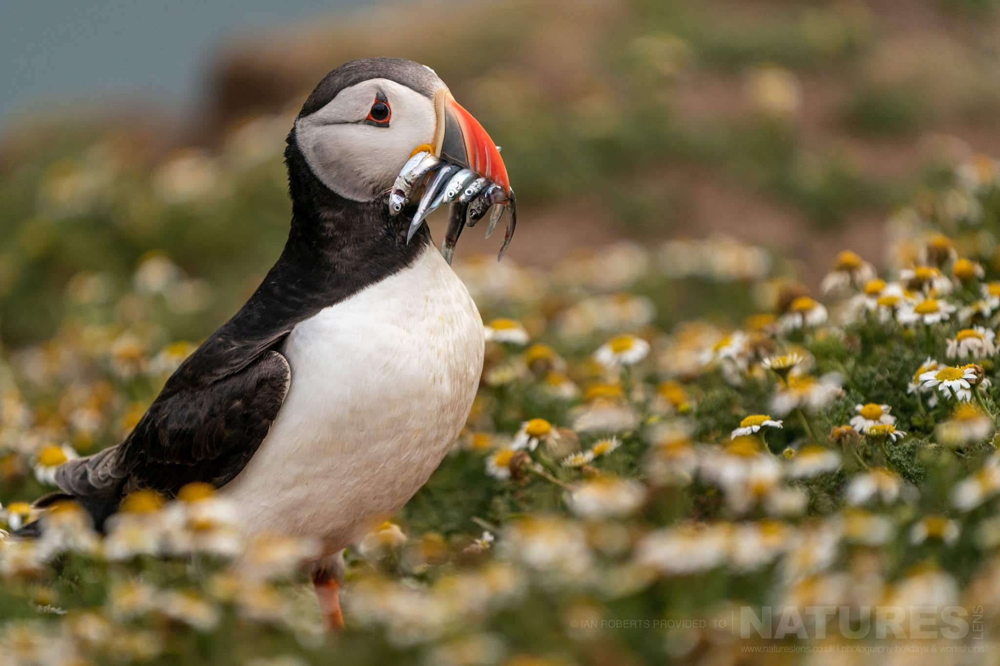 One Of The Puffins Returns To It'S Burrow With A Beak Full Of Sand Eels This Image Was Captured By Ian Roberts During The Natureslens Welsh Puffins Of Skomer Island Photography Holiday