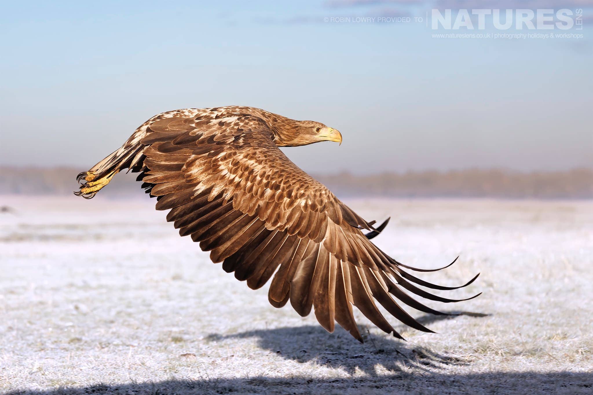 One Of The White Tailed Eagles Flies Across The Frozen Ground The Largest Bird Species Found Amongst The Wildlife Of The Hortobágy National Park In Hungary