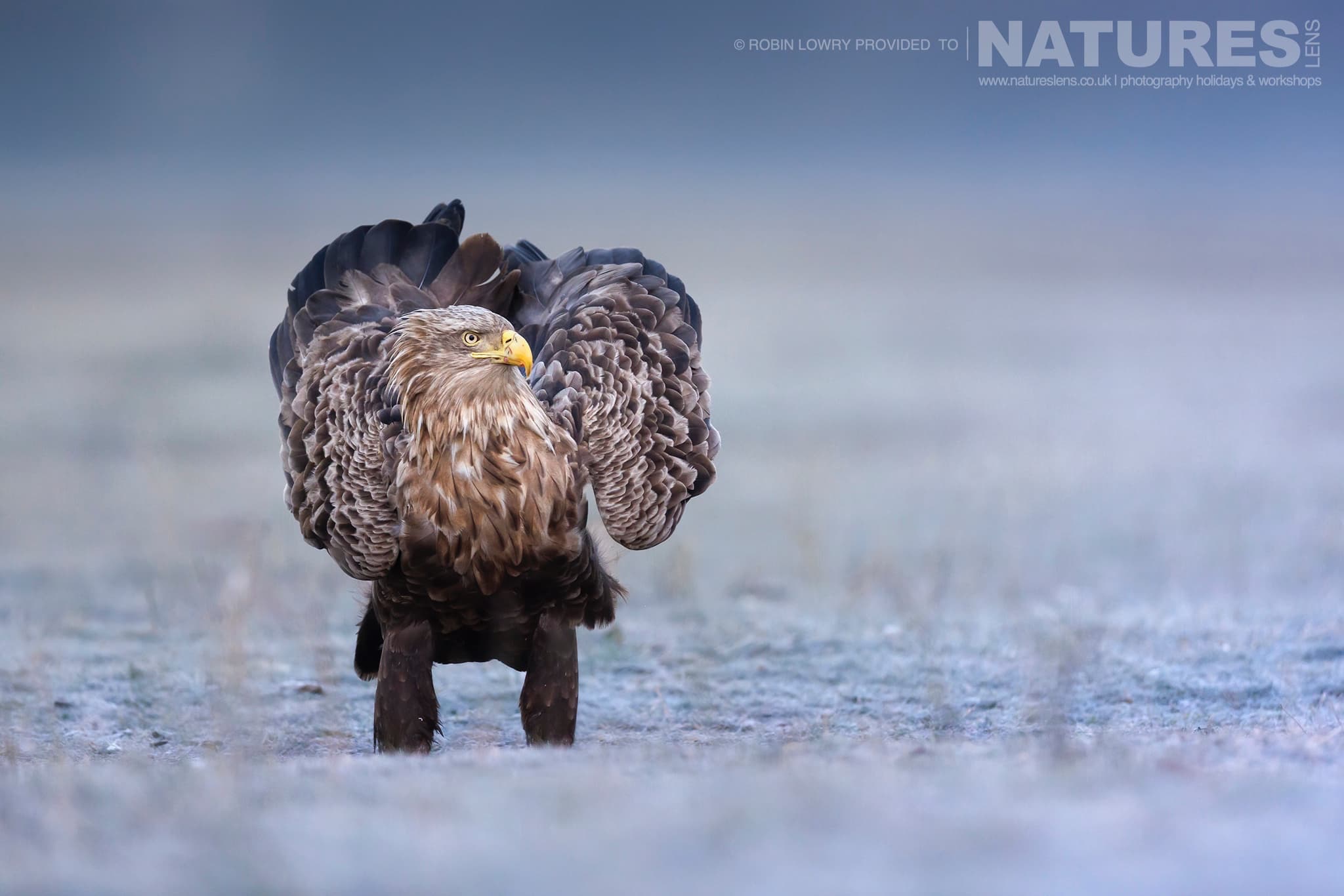 One Of The White Tailed Eagles Rouses It'S Feathers Whilst Stood On Frozen Ground The Largest Bird Species Found Amongst The Wildlife Of The Hortobágy National Park In Hungary