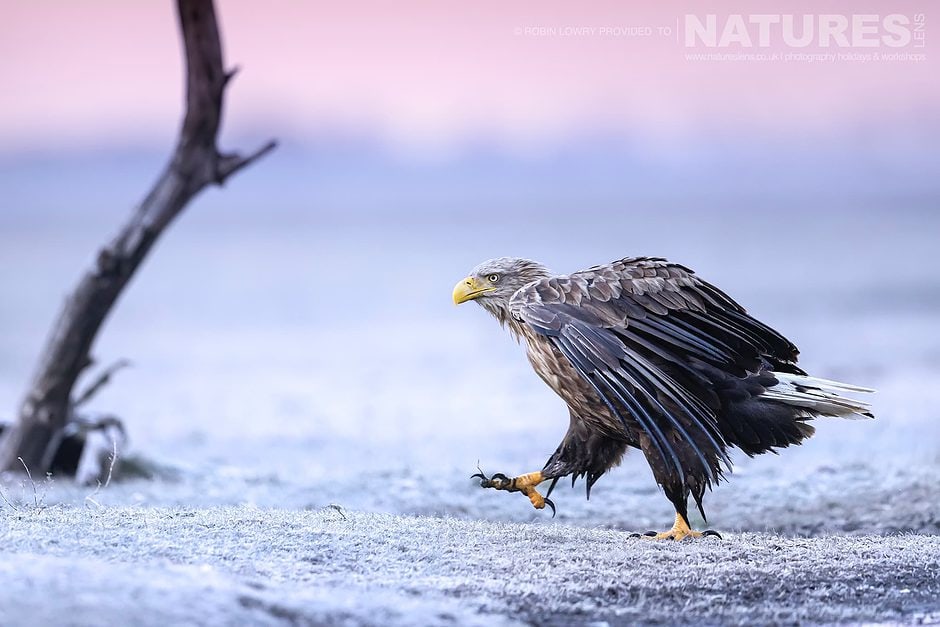 One Of The White Tailed Eagles Strides Across The Frozen Ground The Largest Bird Species Found Amongst The Wildlife Of The Hortobágy National Park In Hungary