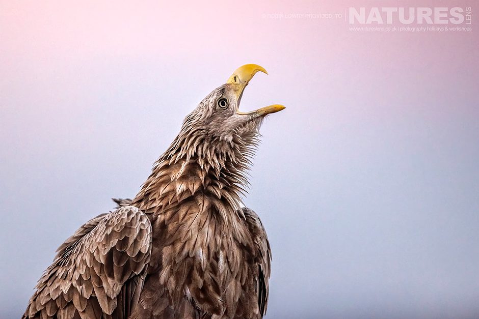 One Of The White Tailed Eagles The Largest Bird Species Found Amongst The Wildlife Of The Hortobágy National Park In Hungary