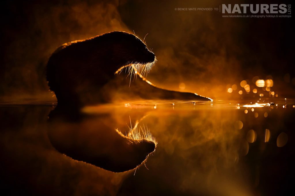 Otter At Night At Bence Mates Photography Hides During The Hungarian Winter Otter At Night At Bence Mates Photography Hides During The Hungarian Winter