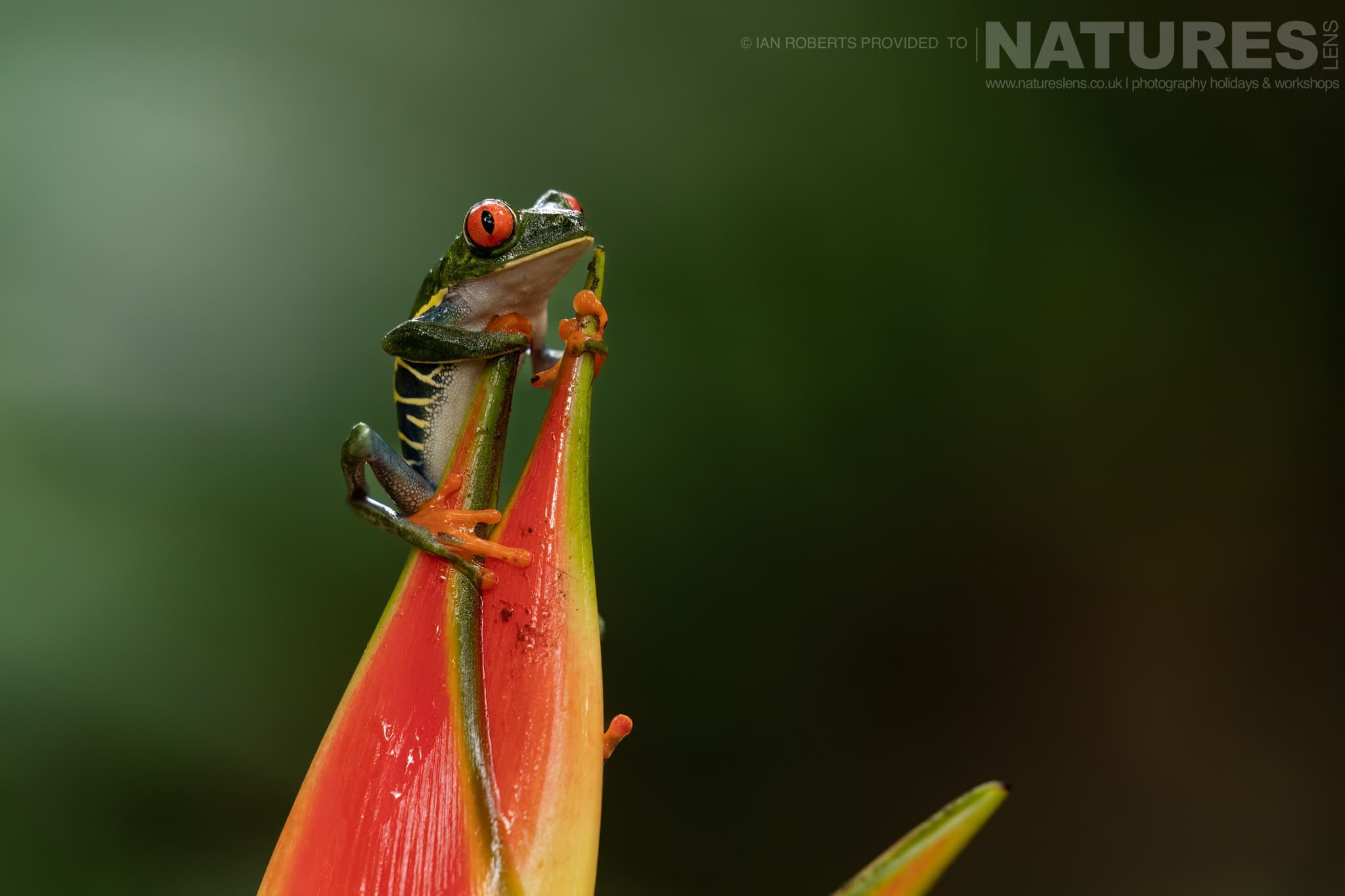 This ian tree frog's poison has become part of the latest