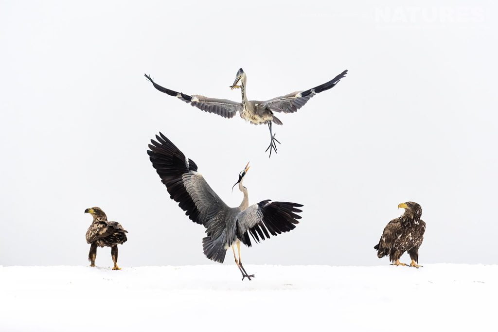 Winter Feeding Frenzy At Bence Mates Photography Hides During The Hungarian Winter