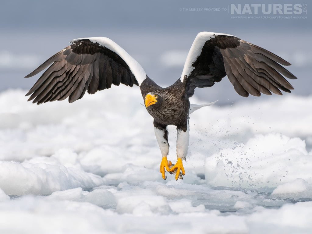 A Stellers Sea Eagle Takes Flight One Of The Species Featured During Our Japans Winter Wildlife Photography Holiday