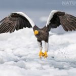 7 Winter Wildlife Photography Holidays To Inspire You In 2027