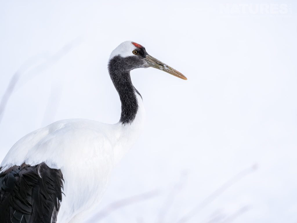 A Lone Japanese Red Crowned Crane Against A Snow Covered Background One Of The Species Featured During Our Japans Winter Wildlife Photography Holiday A Lone Red-Crowned Crane Against A Snow-Covered Background