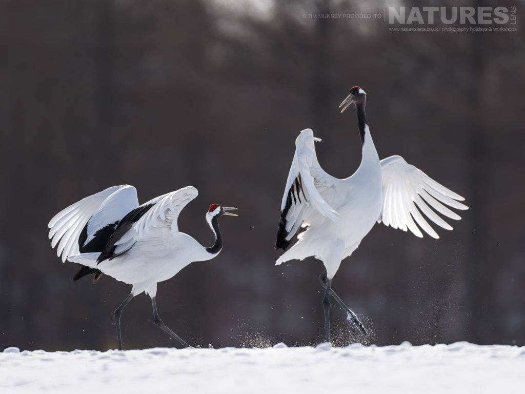 A Pair Of The Japanese Red Crowned Cranes Dancing On Snow One Of The Species Featured During Our Japans Winter Wildlife Photography Holiday A Pair Of Red-Crowned Cranes Dancing On Snow In Hokkaido