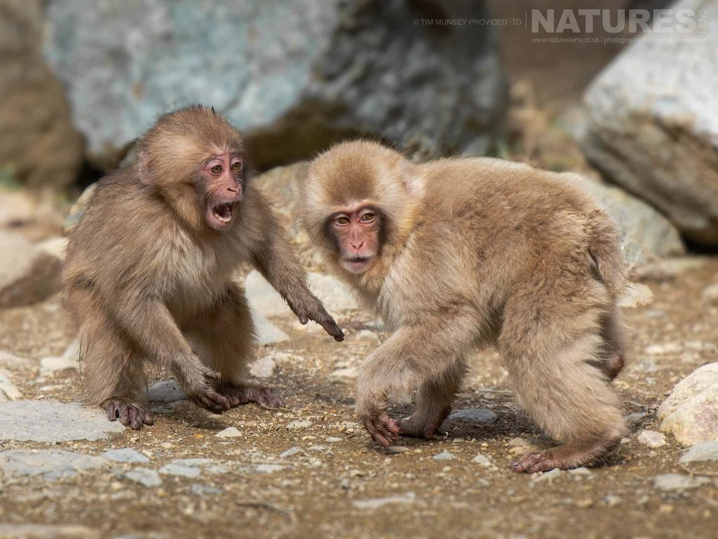 A Pair Of Young Snow Monkeys Or Japanese Macaques Of Jigokudani Snow Monkey Park Playing One Of The Species Featured During Our Japans Winter Wildlife Photography Holiday A Pair Of Young Japanese Macaques Playing At Jigokudani Snow Monkey Park