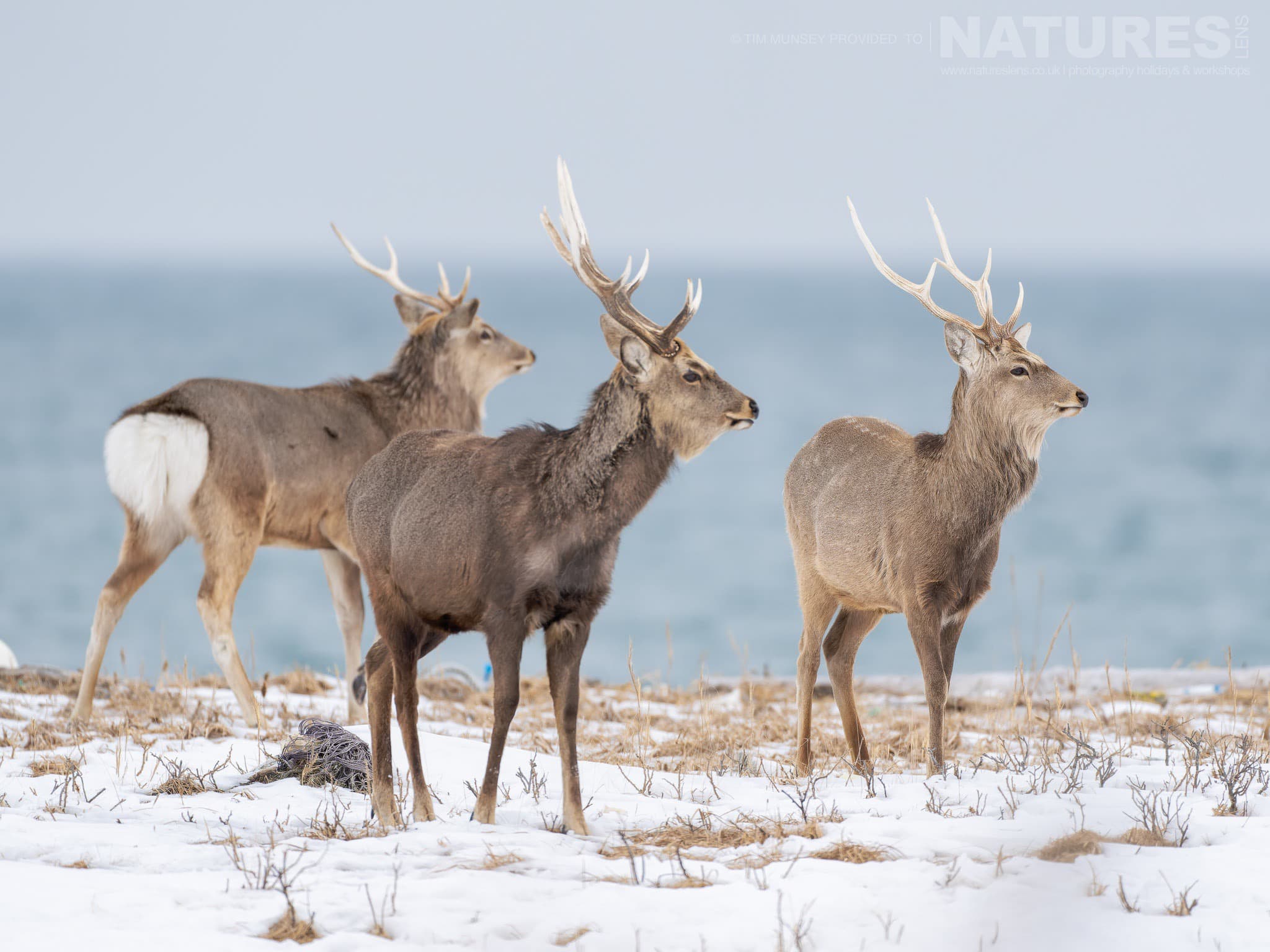 A Trio Of Japanese Sika Deer On A Snow Covered Penninsula One Of The Species Featured During Our Japan's Winter Wildlife Photography Holiday.jpg
