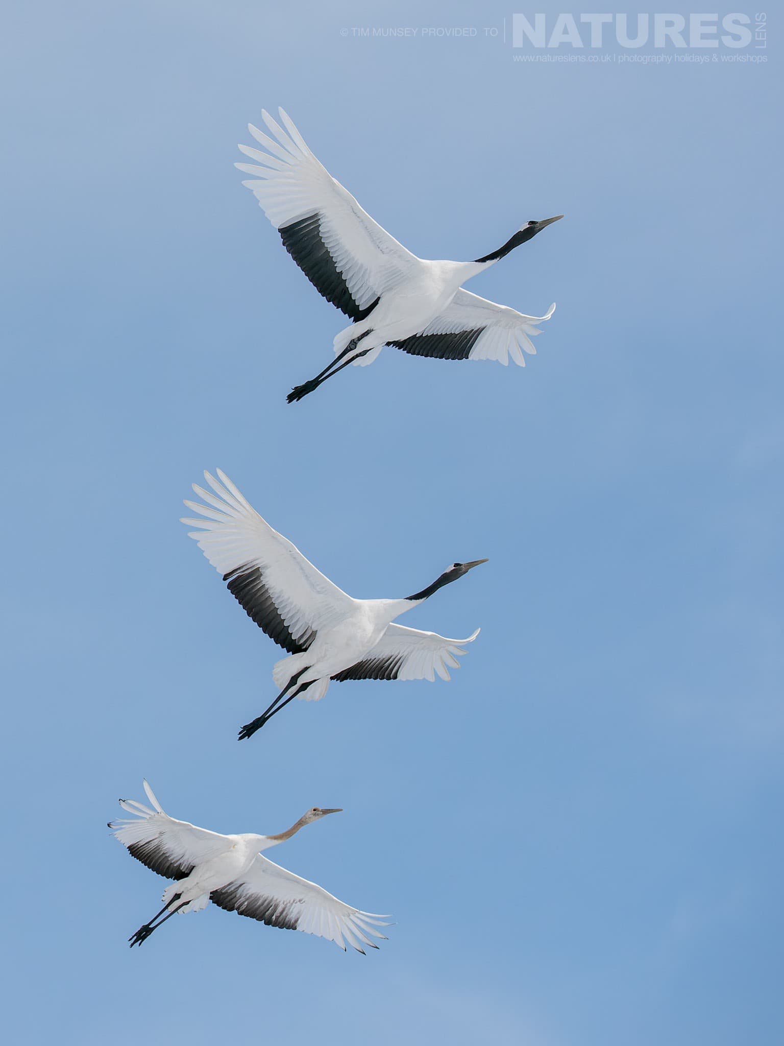 A Trio Of The Japanese Red Crowned Cranes In Flight One Of The Species Featured During Our Japan's Winter Wildlife Photography Holiday