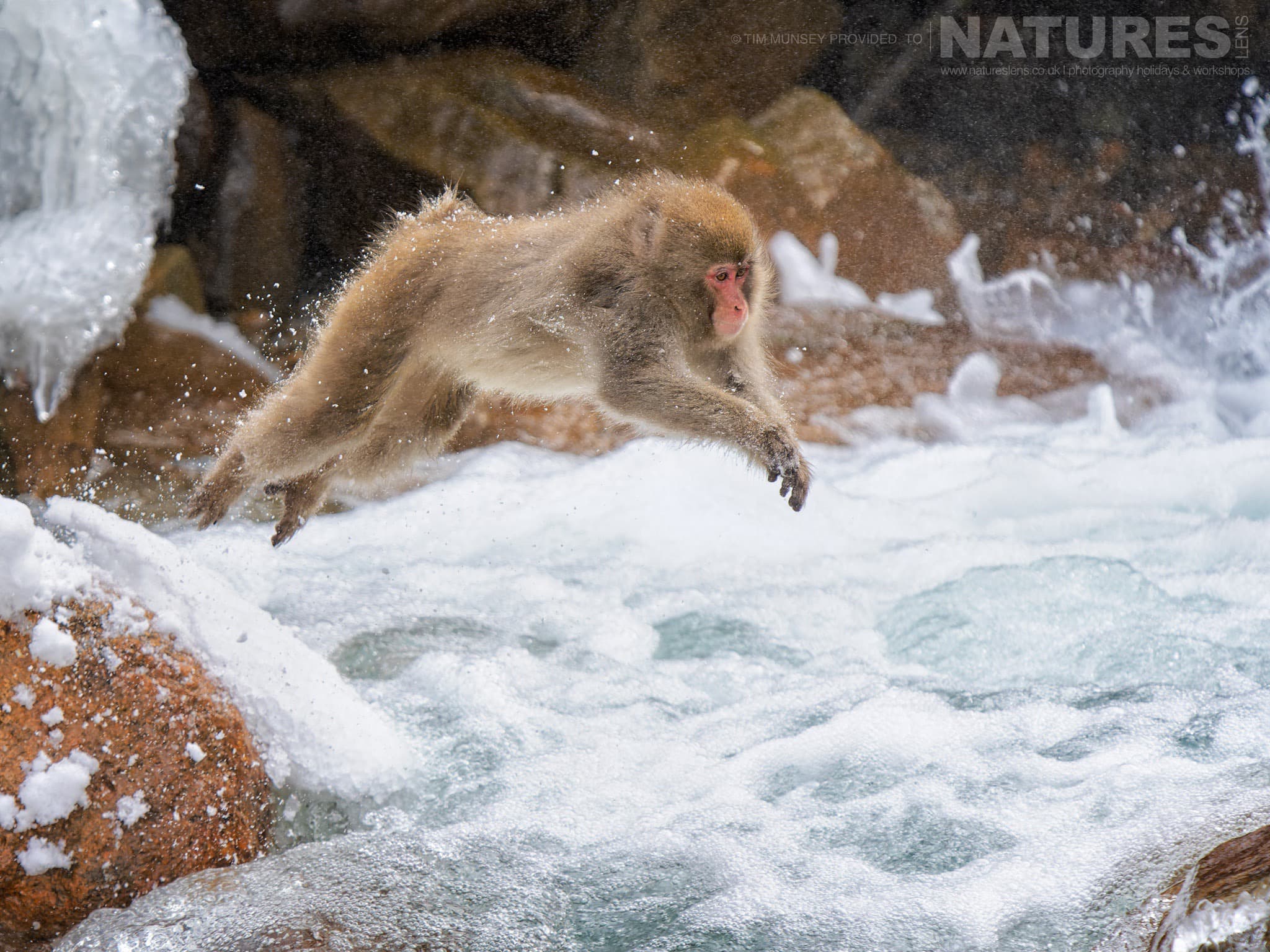 One Of The Snow Monkeys Or Japanese Macaques Of Jigokudani Snow Monkey Park Leaps Across A Stream One Of The Species Featured During Our Japan's Winter Wildlife Photography Holiday