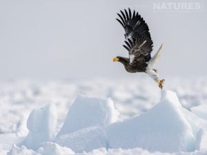 One Of The Steller's Sea Eagles Of Hokkaido Takes Flight One Of The Species Featured During Our Japan's Winter Wildlife Photography Holiday