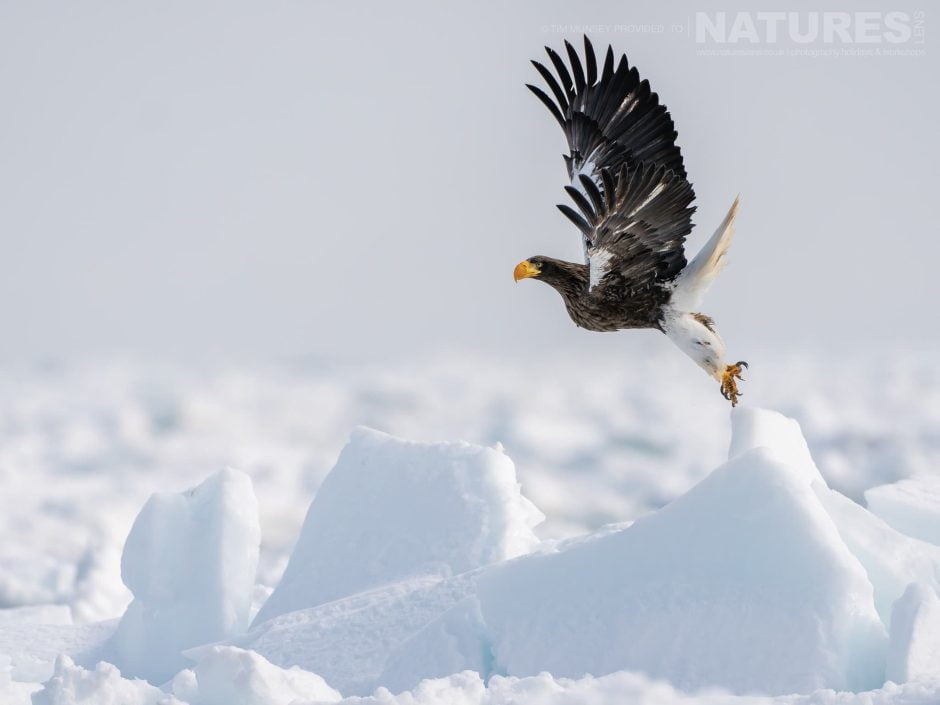 One Of The Steller'S Sea Eagles Of Hokkaido Takes Flight One Of The Species Featured During Our Japan'S Winter Wildlife Photography Holiday