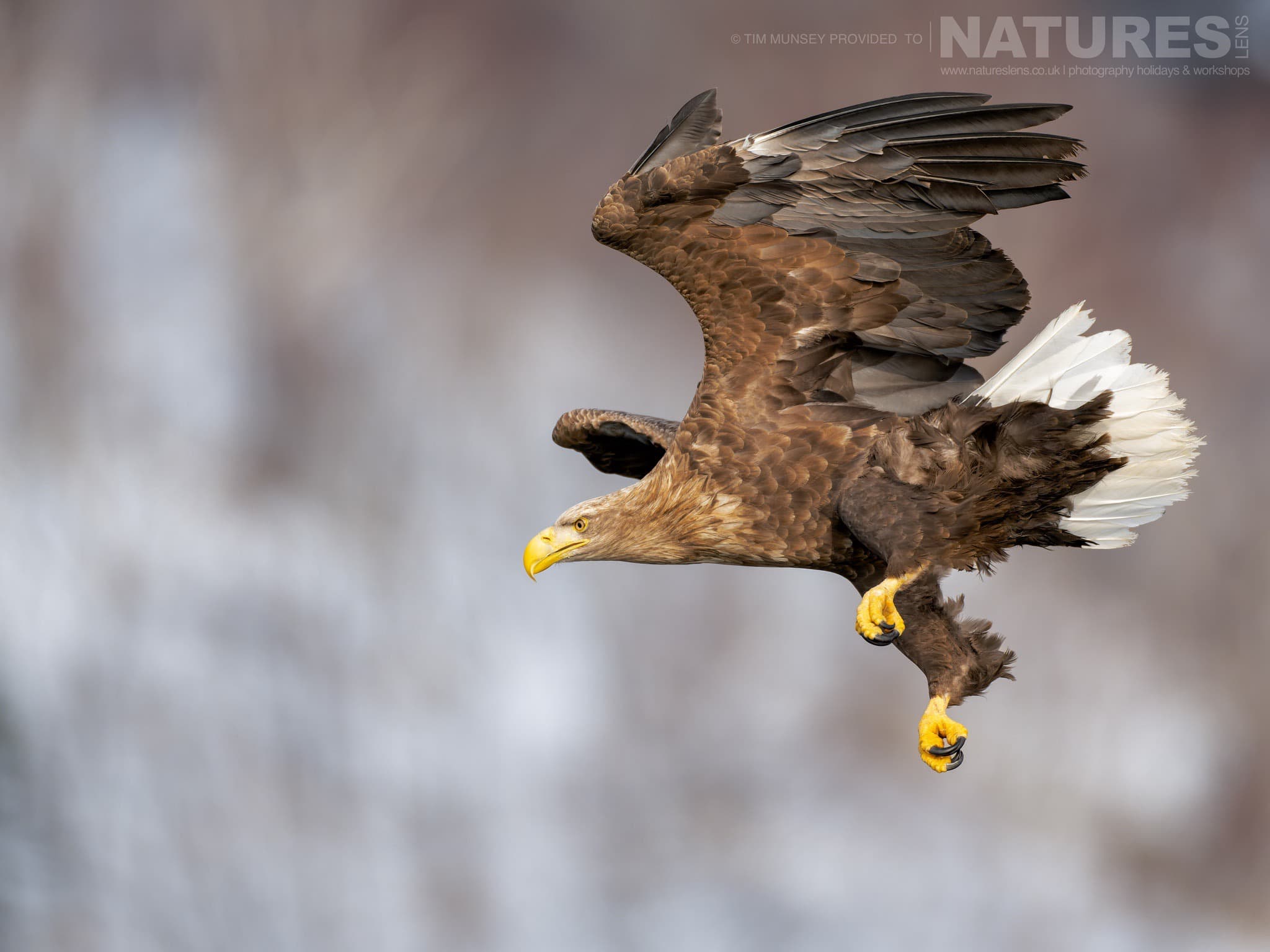 One Of The White Tailed Eagles Of Hokkaido In A Dive One Of The Species Featured During Our Japan's Winter Wildlife Photography Holiday