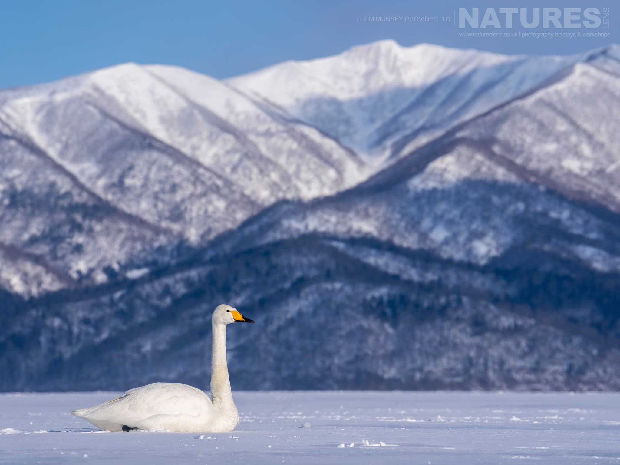 One Of The Whooper Swans Rests On The Frozen Lake With A Fantastic Snowy Backdrop One Of The Species Featured During Our Japan's Winter Wildlife Photography Holiday