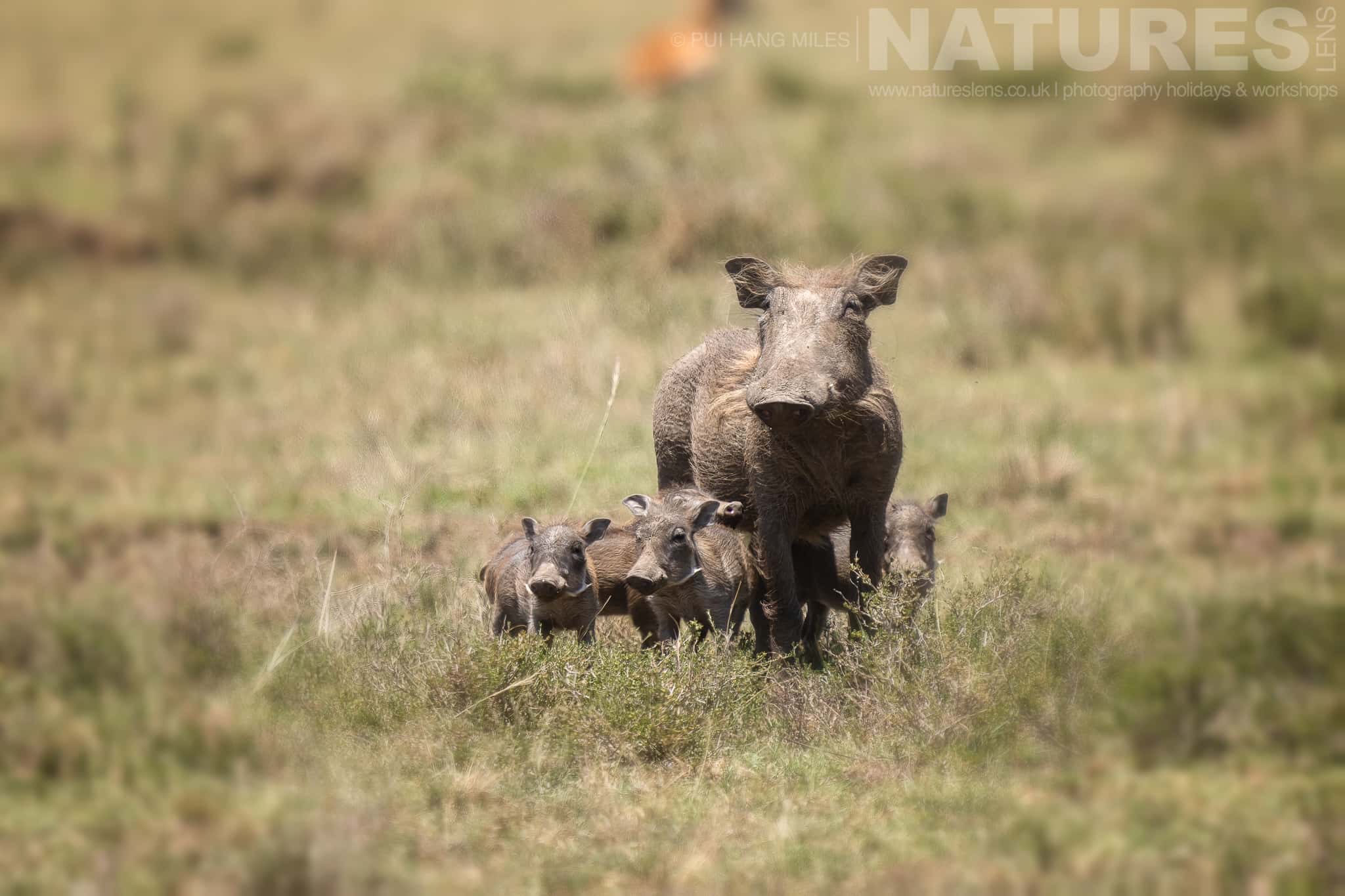 A Female Warthog With Her Family Of Young Photographed During A Natureslens Photography Holiday To Photograph The Wildlife Of The Maasai Mara
