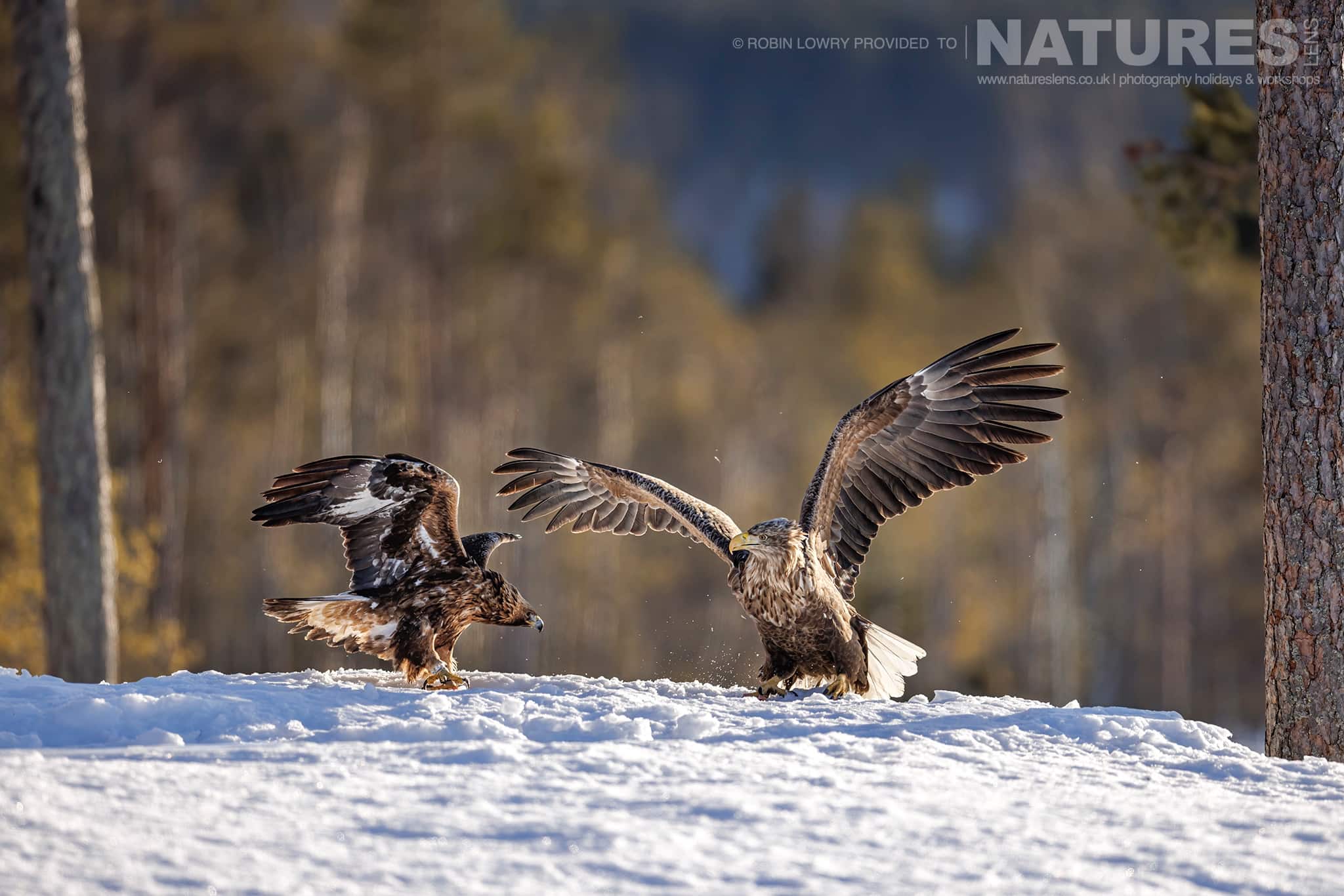 A Fight Between A White Tailed Eagle &Amp; One Of The Resident Golden Eagle Photographed During A Natureslens Photography Holiday To Photograph Northern Sweden'S Eagles In Winter