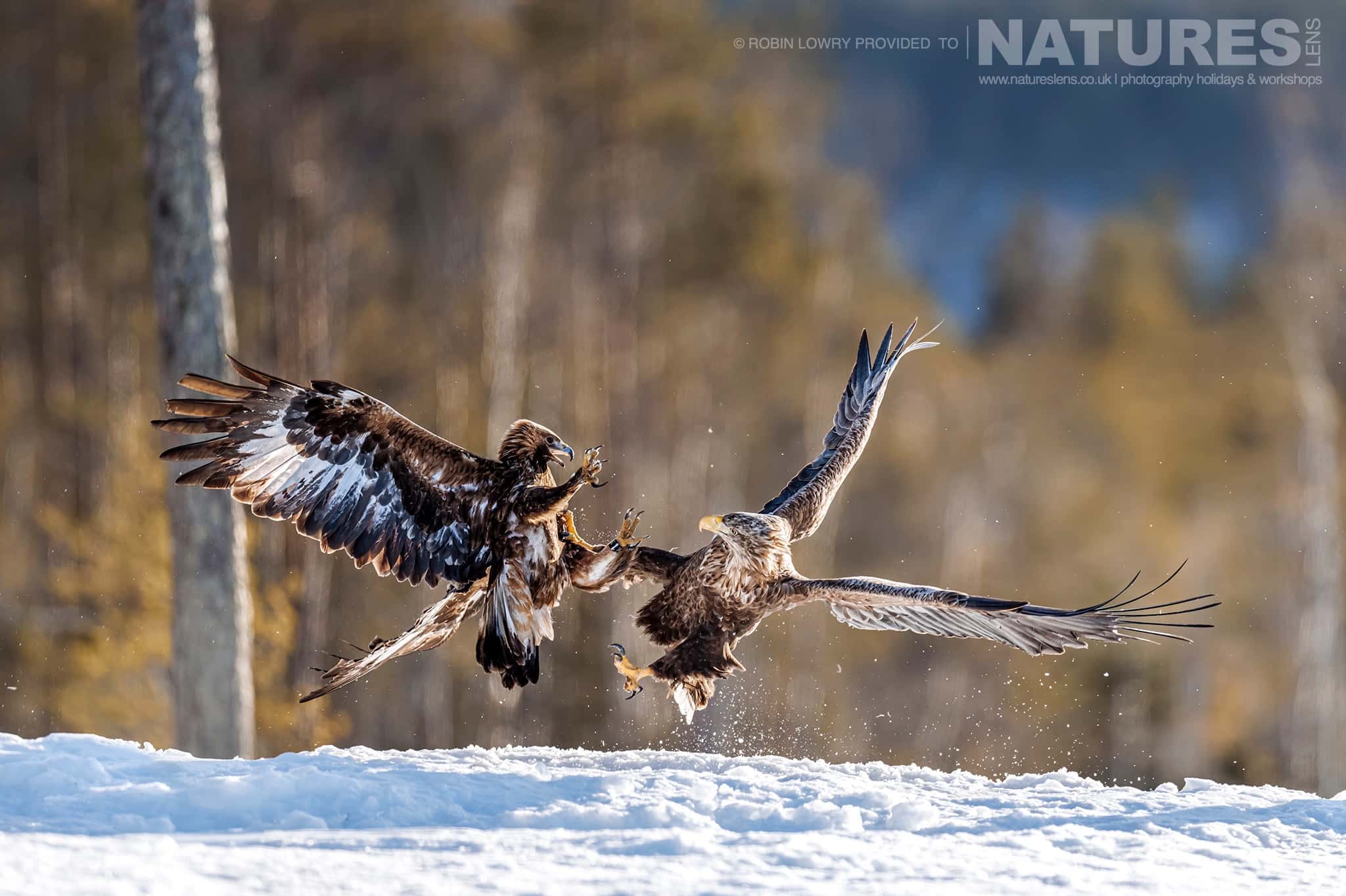 A Fight Between A White Tailed Eagle &Amp; One Of The Resident Golden Eagle 2 Photographed During A Natureslens Photography Holiday To Photograph Northern Sweden'S Eagles In Winter