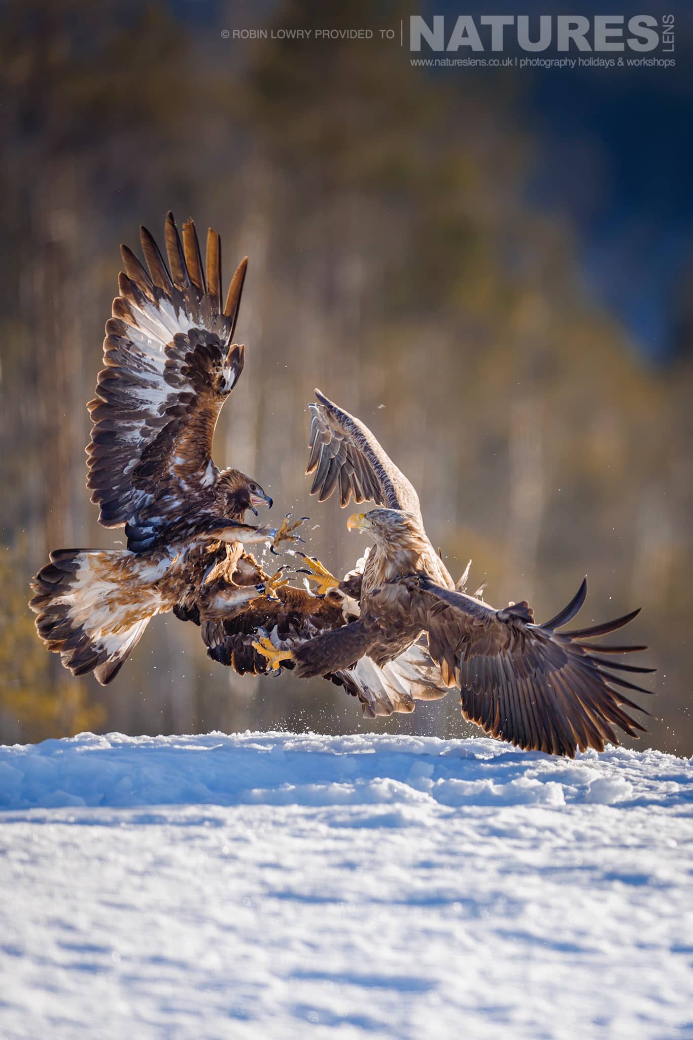 A Fight Between A White Tailed Eagle &Amp; One Of The Resident Golden Eagle 3 Photographed During A Natureslens Photography Holiday To Photograph Northern Sweden'S Eagles In Winter