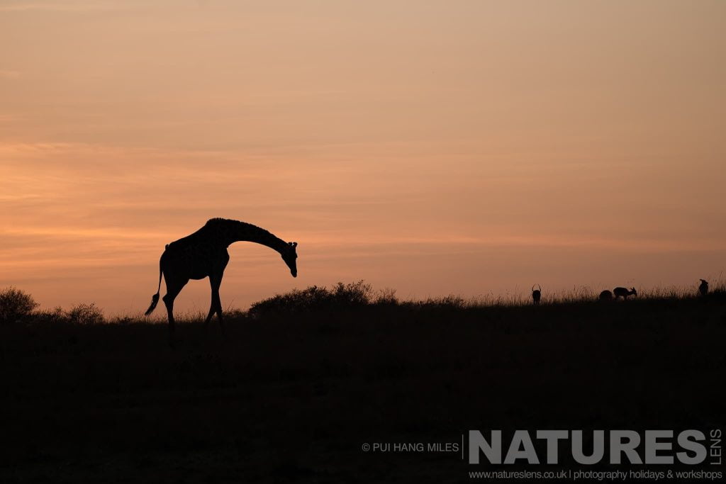A Giraffe Silhouetted By The Rising Sun Behind Photographed During A Natureslens Photography Holiday To Photograph The Wildlife Of The Maasai Mara A Giraffe Silhouetted By The Rising Sun In The Maasai Mara