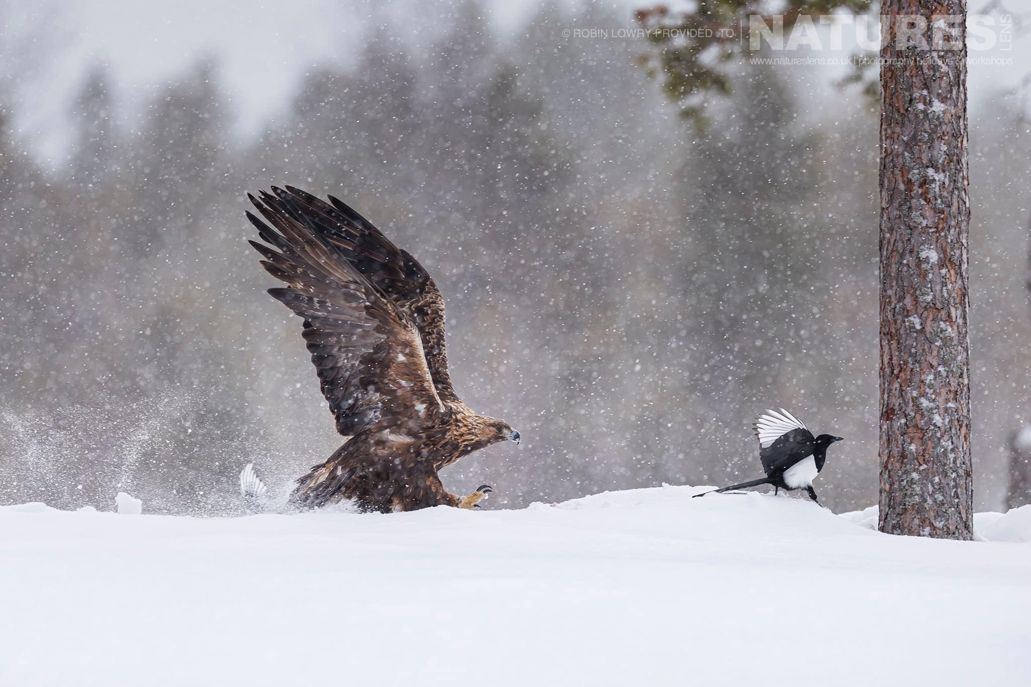 A Golden Eagle Chasing A Magpie Off It'S Territory Photographed During A Natureslens Photography Holiday To Photograph Northern Sweden'S Eagles In Winter